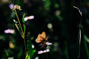 butterfly on a flower in Grand Teton National Park