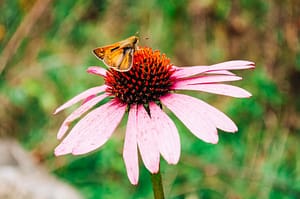 Painted Lady