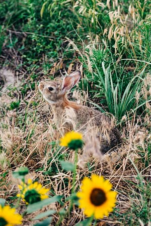 Jackrabbit and sunflowers in Badlands National Park