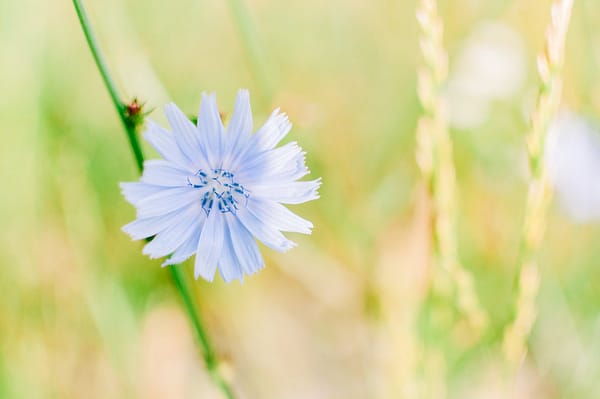 Chicory Flower
